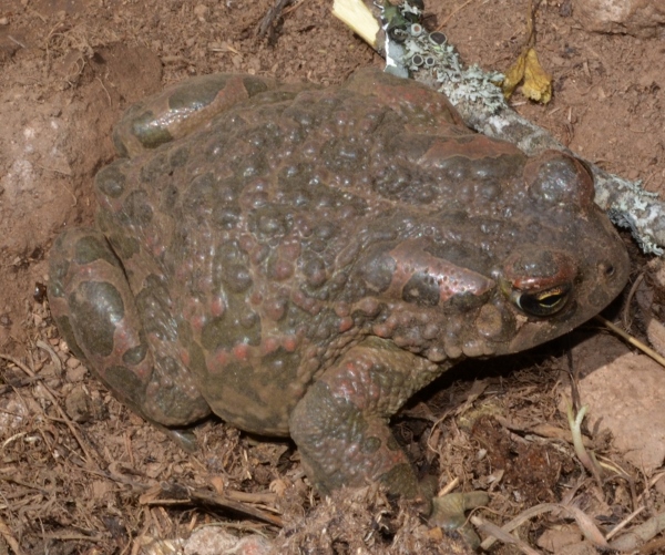 Due Bufo viridis? Sardegna (ora Bufotes balearicus)